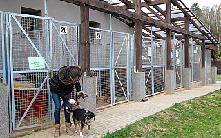 Wolontariusze wracają do opieki nad zwierzętami. „Izolacja była trudna dla zwierząt i olsztyńskiego schroniska”